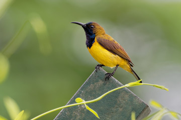 Olive-backed sunbird - Cinnyris jugularis, also known as the yellow-bellied sunbird, is a southern Far Eastern species of sunbird