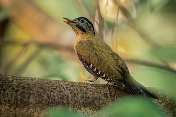 Laced Woodpecker - Picus vittatus species of bird in the family Picidae, throughout Southeast Asia in Cambodia, China, Indonesia, Laos, Malaysia, Myanmar, Singapore, Thailand and Vietnam