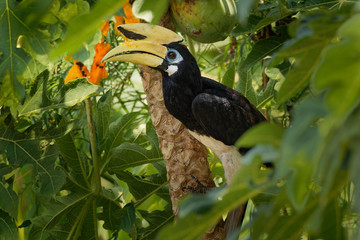 Oriental Pied-Hornbill - Anthracoceros albirostris large canopy-dwelling bird belonging to the Bucerotidae.