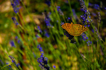 Fototapeta na wymiar Beautiful butterfly landed on lavender flower