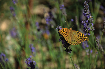 Beautiful butterfly landed on lavender flower