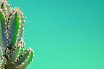 Beautiful green cactus with thorn on the green color background, copy space