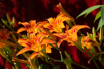 Plenty of Orange lilys with open and closed blossoms, close-up.