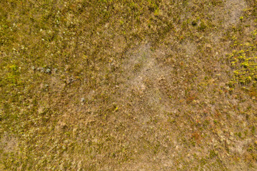 wild field, view from above