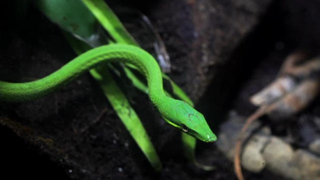 This video shows a vibrant wild green vine snake moving towards viewer.