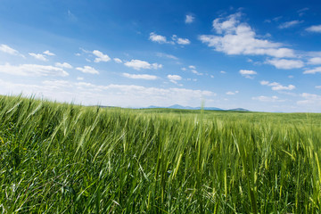 Morning View of Fields of Grain