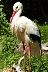 Storch Burgenland