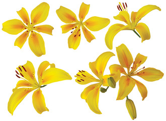 yellow lily flowers on white background