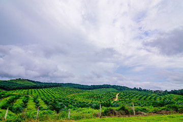 Fototapeta na wymiar Palm oil tree replant in plantation at Malaysia