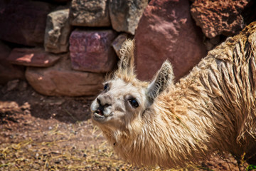 A beautiful llama in Salta, Argentina