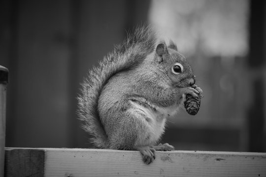 back and white picture of squirrel eating Nuts on wooden bar 