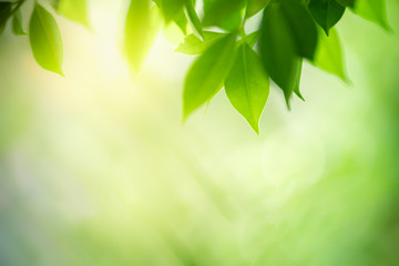 Nature of green leaf in garden at summer. Natural green leaves plants using as spring background cover page greenery environment ecology wallpaper
