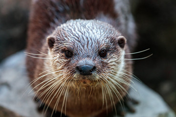 european otter