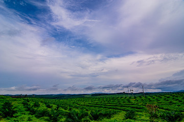 Fototapeta premium Palm oil tree replant in plantation at Malaysia