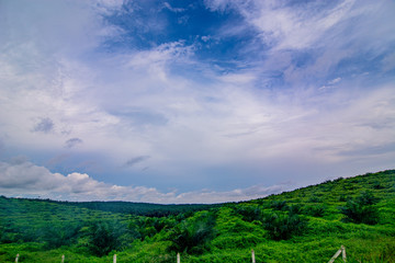 Obraz premium Palm oil tree replant in plantation at Malaysia