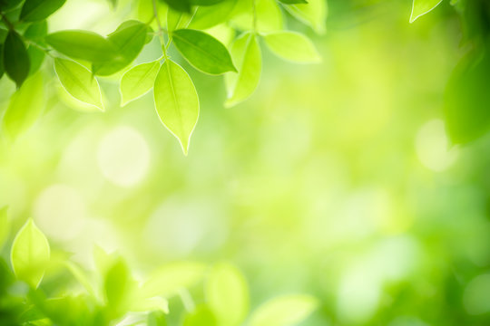 Fototapeta Nature of green leaf in garden at summer. Natural green leaves plants using as spring background cover page greenery environment ecology wallpaper