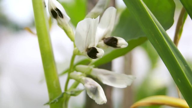 White-black bean flowers (Vicia faba) in the summer garden. Agriculture concept