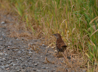 Brown Thrasher Fledgling