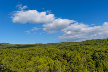 Fototapeta na wymiar Pine tree forest with blue cloudy sky, blue green contrast