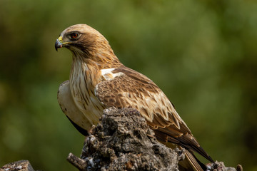 Booted Eagle Hieraaetus pennatus in the nature, Spain
