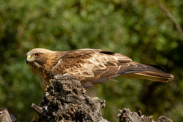 Booted Eagle Hieraaetus pennatus in the nature, Spain