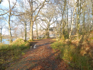 Obraz premium road in autumn forest