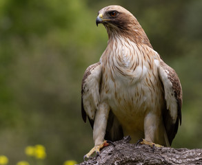 Booted Eagle Hieraaetus pennatus in the nature, Spain