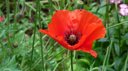 Fototapeta premium LD Belle Isle en Terre P1040291