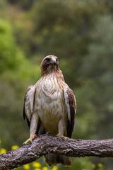 Booted Eagle Hieraaetus pennatus in the nature, Spain