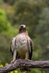 Booted Eagle Hieraaetus pennatus in the nature, Spain