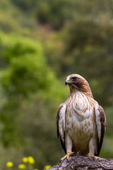 Booted Eagle Hieraaetus pennatus in the nature, Spain