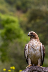 Booted Eagle Hieraaetus pennatus in the nature, Spain