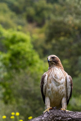Booted Eagle Hieraaetus pennatus in the nature, Spain