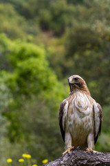 Booted Eagle Hieraaetus pennatus in the nature, Spain