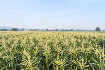 Aerial view Corn fields are growing. Ready to harvest products soon In Asia, Thailand