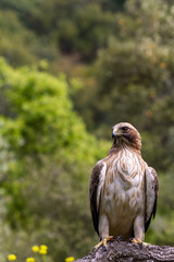 Booted Eagle Hieraaetus pennatus in the nature, Spain