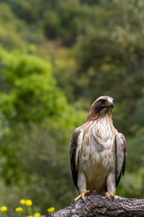 Booted Eagle Hieraaetus pennatus in the nature, Spain