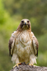 Booted Eagle Hieraaetus pennatus in the nature, Spain