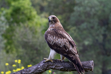 Booted Eagle Hieraaetus pennatus in the nature, Spain