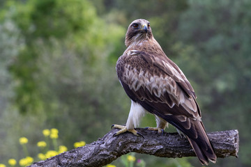 Booted Eagle Hieraaetus pennatus in the nature, Spain