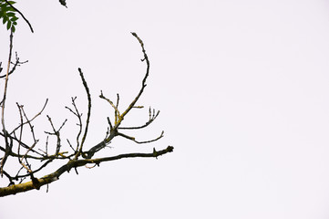 tree branch isolate on white background