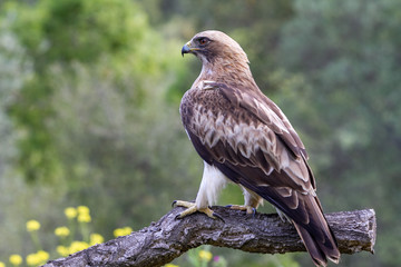 Booted Eagle Hieraaetus pennatus in the nature, Spain