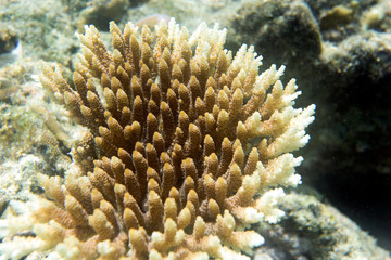 A growing coral in the sea of Togian islands