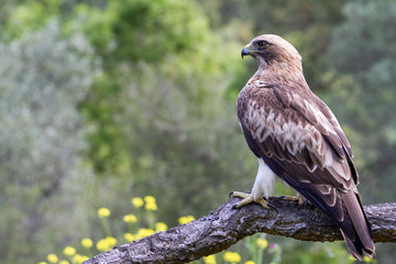 Booted Eagle Hieraaetus pennatus in the nature, Spain