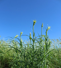 Sow thistle heads and blue sky