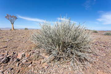 The quiver tree desert zone