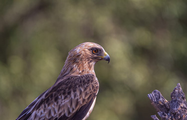Booted Eagle Hieraaetus pennatus in the nature, Spain