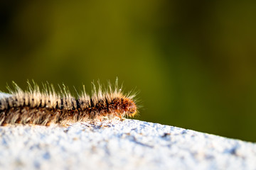 caterpillar on a rock