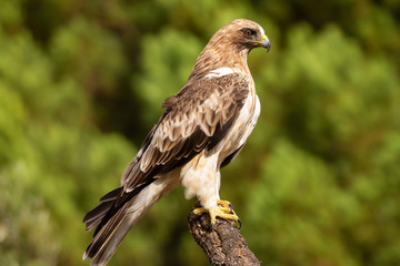 Booted Eagle Hieraaetus pennatus in the nature, Spain