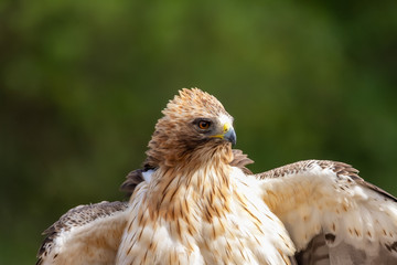 Booted Eagle Hieraaetus pennatus in the nature, Spain